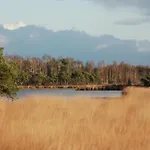 Eco Near Forest In Netherlands *